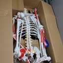 2025 New Human Skeleton Model, Medical Anatomical Life Size Skeleton Replica with Spinal Nerves, Muscle Insertion and Origin Points,Includes Rolling Stand,for Doctors, Students