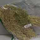 Sea Team 24-Pack Artificial Glitter Pine Tree Twig Ornaments, Decorative Sticks, Glittery Stems, Picks, Branches for Christmas Tree, Small Vase, Holiday, Wedding, Party (14 Inches, Champagne)