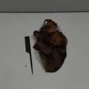 SARLA Invisible Wire Hair Extensions with 3 Clips Synthetic Wavy Curly Hairpiece Adjustable Transparent Headband for Women 16 Inch Ash Medium Brown/Ash Blonde Highlights