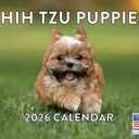 Shih Tzu Puppy Calendar 2026 Shitzu Monthly Wall Calender 12 Month | American Made In The USA