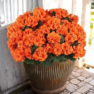 Hananona 12 Pcs Artificial Geranium Flowers for Outdoors Geranium Silk Orange Flower Outdoor UV Resistant Patio Plants Faux Autumn Flowers for Fall Home Kitchen Table Centerpieces (12, Orange)