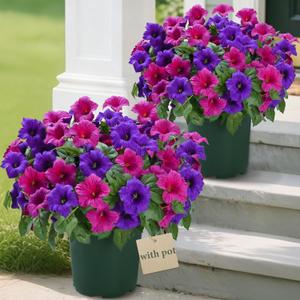 MARTINE MALL Artificial Flowers for Outdoors, 2 Potted Realistic Fake Outdoor Flowers, UV Resistant Silk Petunia Flower for Outside Look Real Faux Flower Plants in Pot for Porch Garden Decor, 20'' (Purple+fuchsia)