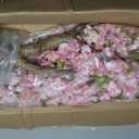 Warmplants Artificial Cherry Blossom Tree 6ft Sakura with White Planter