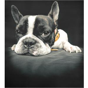 Naanle Dishwasher Magnet Cover Animal French Bulldog Front Dishwasher Cover Magnetic Home Cabinet Decals Appliances Stickers Refrigerator Decorative 23" x 26" (Multi02)