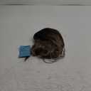 Brown Wig with Bangs,Brown Highlight Synthetic Shoulder Length Curly Wavy Wigs for Women Party Daily Use 18IN