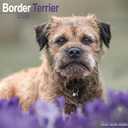 Border Terrier 2026 Calendar | Square Wall Calendar | Dog Breed Gift | Plastic Free Packaging | by Avonside Publishing