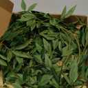 Ling's Moment 5.8ft Rosa Banksiae Artificial Garland, Real Touch Silk Laurel Leaf Vine for Wedding Arch, Table Centerpiece & Event Decor, Faux Greenery Filler for Elegant Arrangements