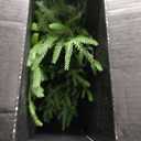 3FT Pre-Lit Artificial Norfolk Pine Christmas Tree  Realistic Potted Tree with 70 LED Lights & 8-Mode Battery Box, Pre-Assembled Faux Holiday Decor for Indoor Display (2)