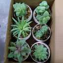 Der Rose Set of 6 Succulents Plants Artificial in Pots Small Fake Plants for Bedroom Aesthetic Living Room Shelf Bathroom Decor Office Desk Accessories (Green)