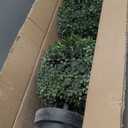 Nearly Natural 3ft. Artificial Triple Ball Boxwood Topiary Tree (Indoor/Outdoor) T2021, Green