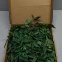 Ling's Moment Rosa Banksiae Artificial Vines, Pack of 7 Silk Greenery Garlands with Hanging Faux Laurel Leaves for Table Centerpieces, Wedding Arches & Floral Filler Arrangements