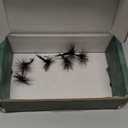 Feeder Creek Black Gnat Dry Flies, One Dozen Nymph Flies for Trout, Bass, Salmon and More Freshwater Fish, Size 10, 6 Pack