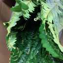 Dkaltm Single Silky Artificial Boston Fern Bush, 49Inch Large Artificial Ferns for Outdoors, Large Faux Ferns Artificial Plants,Suitable for Decorating Office, Living Room Faux Greenery,95Branches