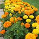 2 x Seeds Marigolds Sugar Mix Tagetes Annual Flowers for Planting