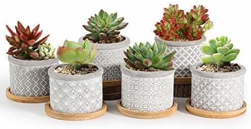 Color No. 2 Pot, Popular, T4U, 2.4 inches (6 cm), Cement Pot, Succulent Plants, Cactus Pot, Planter Container, Includes Bamboo Tray, Gray, Set of 6, Mother's Day