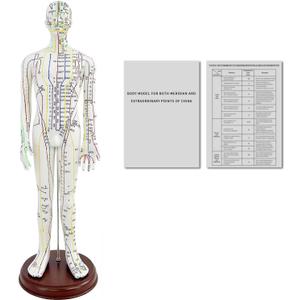 1/3 Life Size Human Acupuncture Model, 21'' Human Acupuncture Point Mannequin with Acupuncture Point Location Instructions Used for Needle Insertion Practice