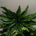 Nearly Natural 40IN Artificial Boston Fern Large Hanging Plant, Set of 2 Artificial Ferns that Look Real for Home Dcor