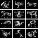 Motiskyy 12 Pcs Animal X-Ray Set Animal X-Ray Flash Cards Educational Science Kit Light Table Accessory, 11.8 x 8.3 (Farm Animals), 11.7 x 8.3 inches