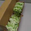 ASTRYAS 60Pcs Babys Breath Artificial Flowers, Baby Breath Flowers Artificial Bulk, Fake White Gypsophila Babies Breath Real Touch Flowers for Wedding Bouquet Floral Arrangement Party Home Decor