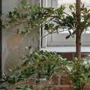 Black Olive Tree Artificial 7 Feet Tall, Artificial Shady Lady Tree, Faux Decorative Tree