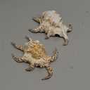 PEPPERLONELY 2PC Rugosa Arthritic Spider Conch Sea Shells, 3 Inch ~ 5 Inch