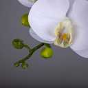 Fnize Orchid Stems Artificial Flowers Real Touch Latex Faux Phalaenopsis Branches 9 Large Blooms 38 Inches 2pcs White