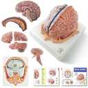 EVOTECH SCIENTIFIC Human Brain Model w/Arteries, 7 Parts Life Size Anatomy Brain Model on a Base Show Horizontal Plain Through Eyeball Level for Science Classroom Study Display, Manual Included