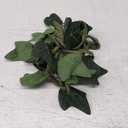 Spooktacular Creations Green Leaf Leg Wraps Shimmer Garter for Adult Women, Garter Leg Wraps for Rave Dancing Party, Halloween Costume Cosplay Parties