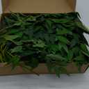 32pcs Italian Ruscus Greenery Stems 68cm Faux Greenery Stems Artificial Green Leaf Garland for Wedding Bouquet Flowers Filler Table Centerpieces Balloon Arch Home Decor