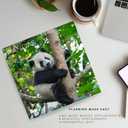 3 x 2026 Panada Wall Calendar | 12" x 24" Open | Animal Photography Thick & Sturdy Paper for Organizing & Planning | Office Kitchen Decor or Gift | Pacific Waters Press (Pandas)