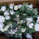 6FT Artificial Eucalyptus White Flower Garland with Roses & Baby's Breath
Floral Garland with 10 Big Rose Head for Wedding Flower Arrangement, Table Centerpieces, Fireplace, Wall Backdrop, Home Decor
