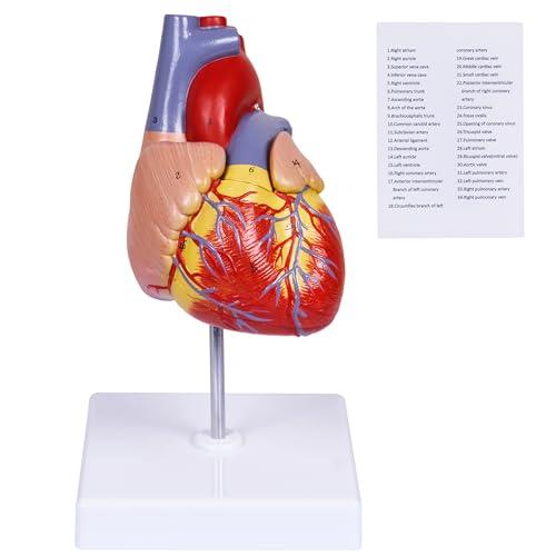 breesky Scientific Human Heart Model 2-Part Life Size Human Heart Replica Color Printed Held Together with Magnets & Mounted Display Base
