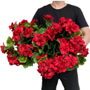 Pack of 4 - Artificial Geraniums Bundles Full Blooms Silk Flower Plants Geranium Bush Red Color for Home Garden Wedding Indoor Outdoor Decor (Red - Pack of 4)