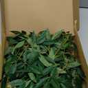 Ling's moment 6ft Rosa Banksiae Artificial Garland, Silk Laurel Leaf Vine for Wedding Arch, Table Centerpiece & Event Decor, Faux Greenery Filler for Elegant Arrangements