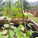 Cambaverd Bamboo Stakes for Plants, 50 Pack Bamboo Stakes 5 Feet(58in, Approx 5FT), Natural Garden Stakes for Tomatoes and Climbing Plant Support, Sturdy Bamboo Plant Stakes