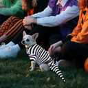 Dog Halloween Costume Sandworm Costume for Dogs Pet Halloween Snake Cosplay Black White Stripes Dog Funny Costumes for Party Medium Large Small Dogs(Medium)