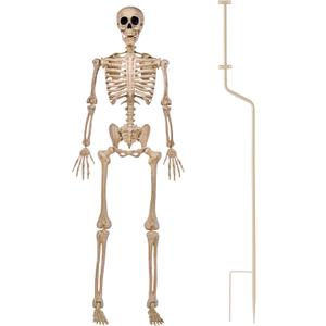 JOYIN 5 FT Halloween Skeleton Decor with Stand, Posable Life Size Skeleton, Full Body Realistic Bones with Movable Joints, Giant Skeletons Halloween Decorations for Indoor Outdoor Spooky Scene Decor