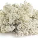 SuperMoss (23193) Reindeer Moss Preserved, White, 8oz Bag