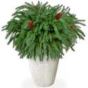 60Pcs Christmas Norfolk Pine Branches with Pine Cones,Realistic Norfolk Pine Stems Artificial Pine Branch Christmas Greenery Picks Needles Sprigs for Vase DIY Craft Xmas Wreath Garland Home Decor