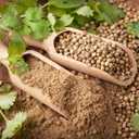 2 x Seeds Coriander Cilantro Heirloom Herb Non GMO