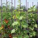 Growsun 51 inch Tomato Cage Heavy-Duty Plant Support Cucumber & Vine Vegetables Adjustable Purple Metal Garden Trellis for Climbing Plants, Indoor & Outdoor Use, 3 Pack