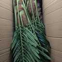 7FT UV-Resistant Faux Palm Tree84in Realistic Artificial Palm Tree Indoor Outdoor, Tropical Fake Plant for Home Office Patio Poolside Yard Christmas Hotel Gift