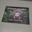 Chimpanzee Calendar 2026 Monthly Wall Calender 12 Month Chimpanzees Gifts For Chim Lovers For Woman Man| American Made In The USA