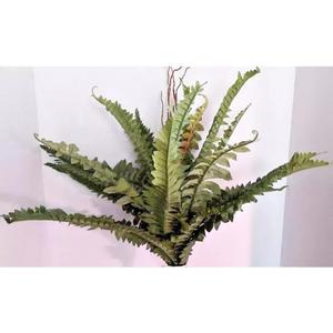 Boston Fern Silk Arrangements Artificial Flowers