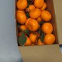 WILLBOND 15 Clusters Artificial Mini Orange Simulation Decorative Tangerine Kitchen Table Fake Orange Realistic Artificial Fruit Bowl Tray Faux Fruit for Home Party Kitchen Festival Decor