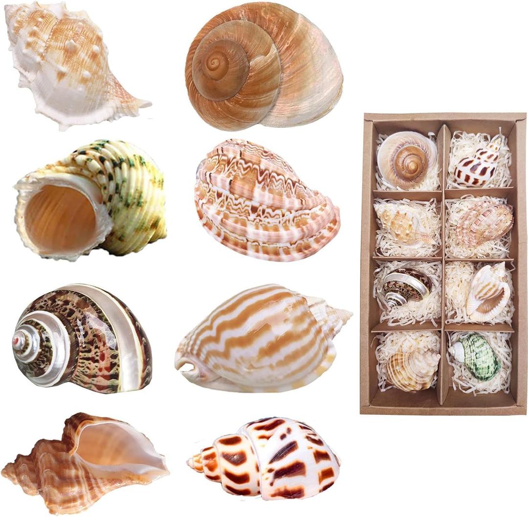 8PCS Hermit Crab Shells Medium to Large Growth Turbo Seashells 1"-2" Openning Size Natural Decoration Supplies