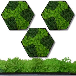 Hexagon Real Moss Wall Art Set of 3 Eco-Friendly Natural Green Wall Decor for Living Room, Bedroom, Bathroom Vintage Style Moss Panels for Home Interior Decoration, Hexagon Real Moss Wall Art Set of 3 Eco-Friendly Natural Green Wall Decor for Living Room, Bedroom, Bathroom Vintage Style Moss Panels for Home Interior Decoration,