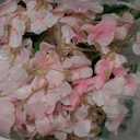Wisteria Hanging Flowers 12 Pack Artificial Flowers Fake Wisteria Vine Rattan Hanging Garland Silk Flowers String for Party Home Wall Greenery Wedding Decor (Light Pink)