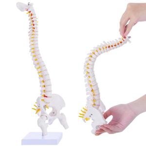 Mini Spine Anatomy Model - 15.5 Flexible Miniature Human Spine Model with All Nerves for Medical Learning - for Instruction Teaching, Study and Display (White)