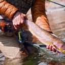 Scientific Anglers Absolute Fluorocarbon Trout Tippet (5X)
